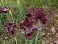 Iris iberica